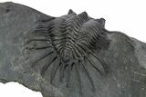 Kayserops megaspina Trilobite - Bou Lachrhal, Morocco #347287-5